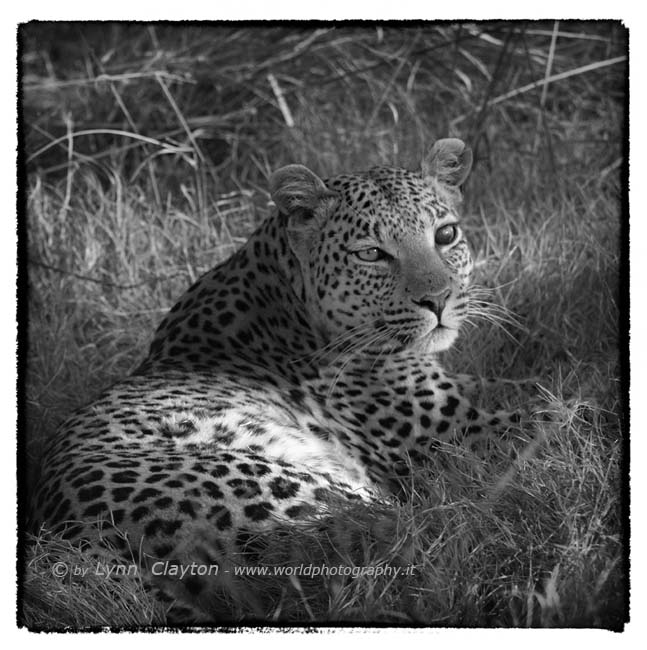 Female Leopard